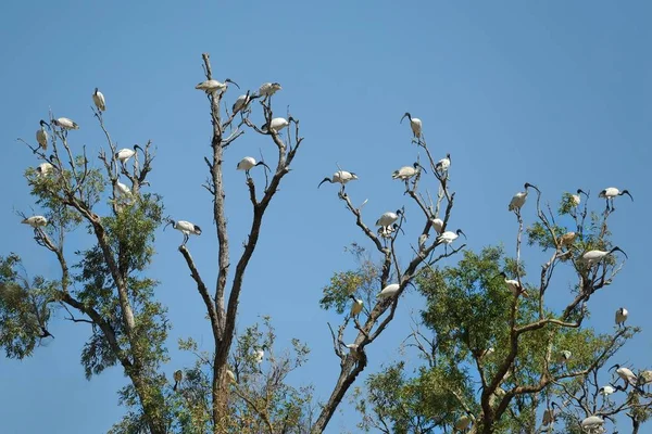 Ptaki na drzewie — Zdjęcie stockowe