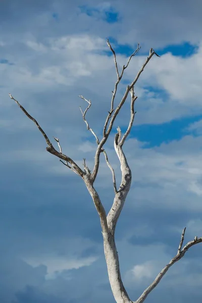 Ramos de árvores nuas — Fotografia de Stock