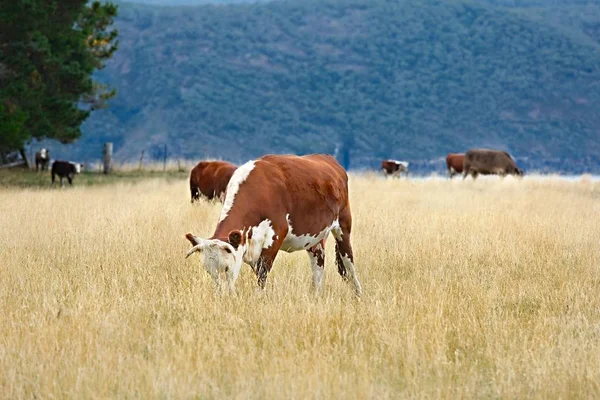 Cows grazing dry grass — Stock Photo, Image