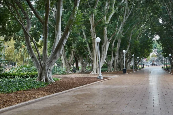 Park avenue med stora träd — Stockfoto