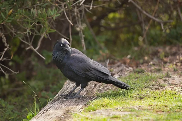 Australian raven in a park — Stock Photo, Image