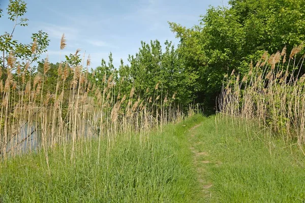 Green lakeside path — Stock Photo, Image
