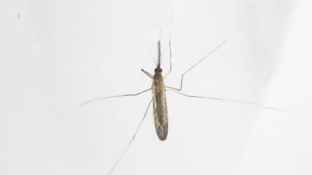Комары на стеклянной поверхности — стоковое видео