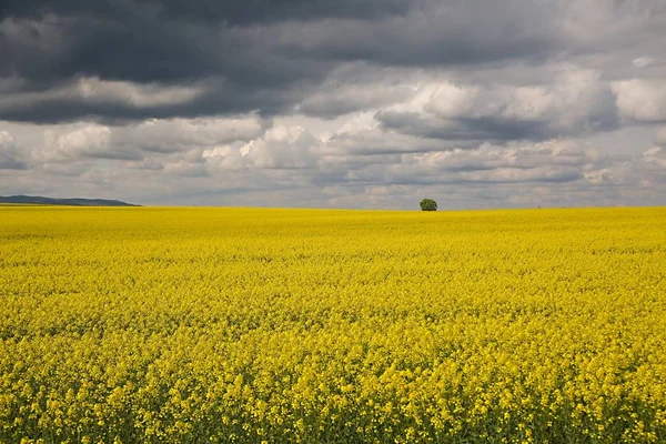 Raps fält landskap — Stockfoto