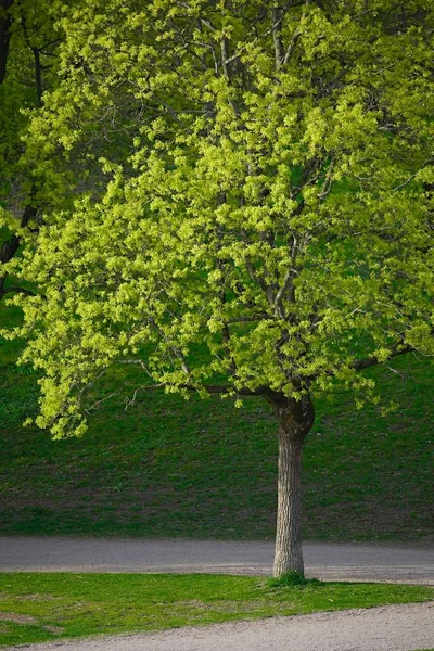 Green tree in a park — Stock Photo, Image