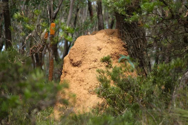 Monte de térmitas na floresta — Fotografia de Stock