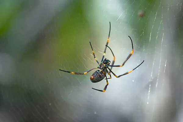 Золотой паук-ткач — стоковое фото