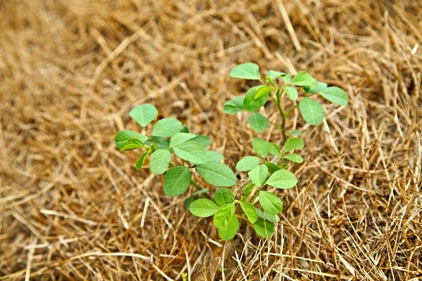 Pequena planta cultivada de sementes — Fotografia de Stock