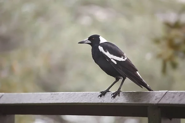 Oiseau sur une clôture — Photo