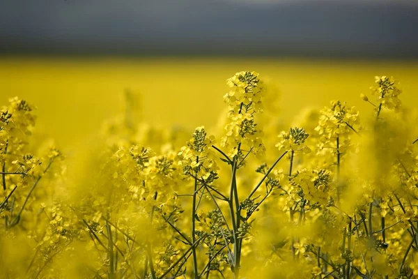 Raps fält närbild — Stockfoto