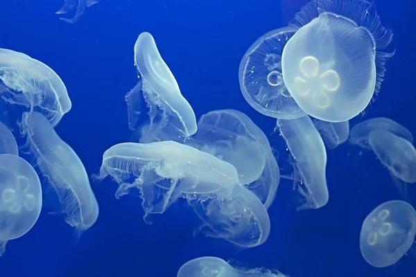 Jellyfish Drifting Background — Stock Photo, Image