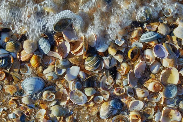 Sheels a tengerparton — Stock Fotó