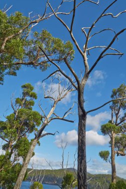 Blus gökyüzüne karşı ağaçlar
