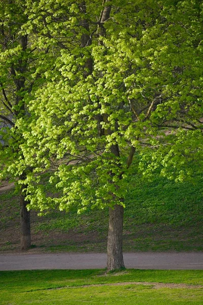 Árbol verde en un parque —  Fotos de Stock