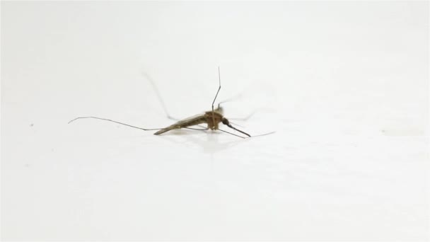Mosquito en superficie blanca — Vídeo de stock