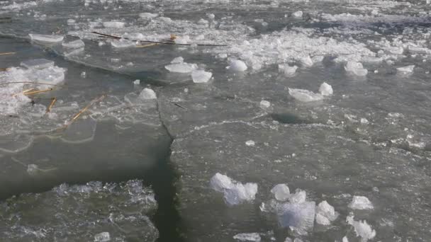 Fogli di ghiaccio sull'acqua — Video Stock