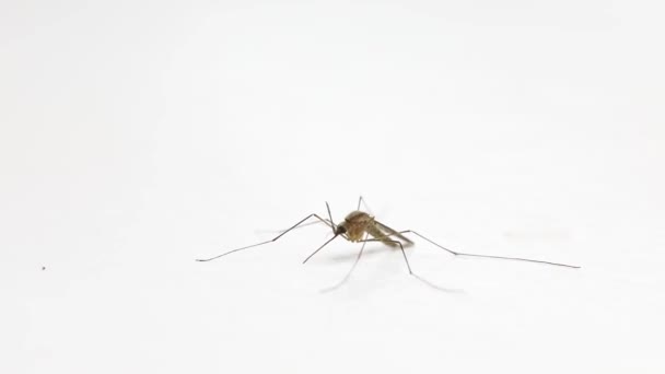 Mosquito en superficie blanca — Vídeos de Stock