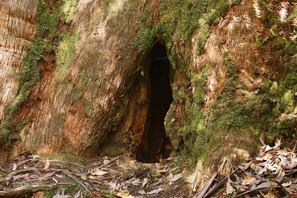 木の上の穴 — ストック写真