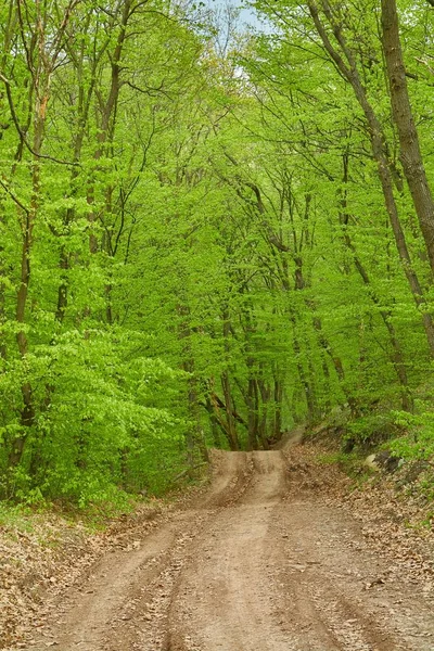 Rota de caminhada florestal — Fotografia de Stock