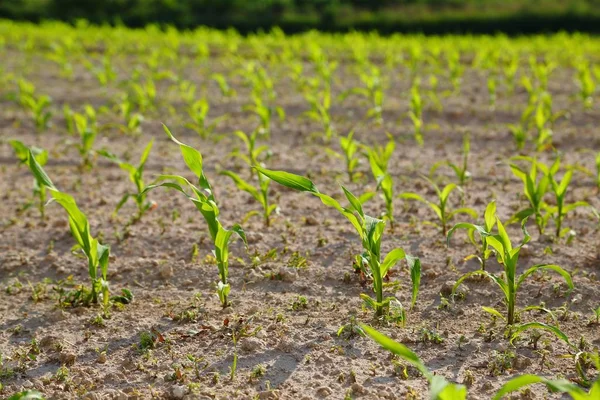 Campo agrícola com plantas — Fotografia de Stock