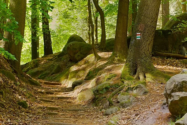 Rota de caminhada florestal — Fotografia de Stock