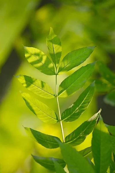 Folhas verdes fundo — Fotografia de Stock