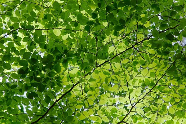 Feuilles vertes fraîches — Photo