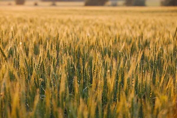 Omschrijving van het tarweveld — Stockfoto