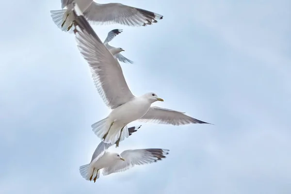 Meeuwen in lucht — Stockfoto