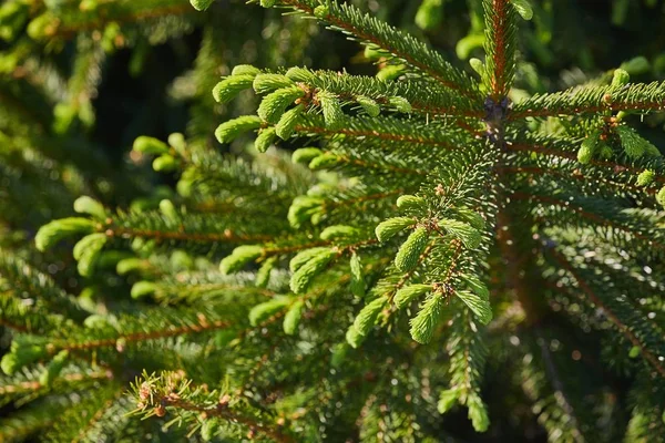 Dennenboom Closeup — Stockfoto