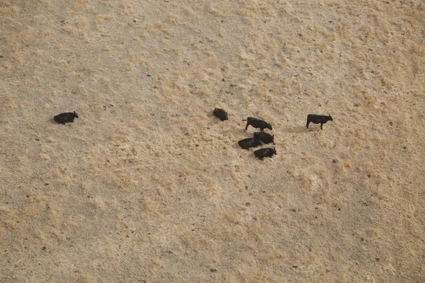 Yukarıdan sığır çiftliği