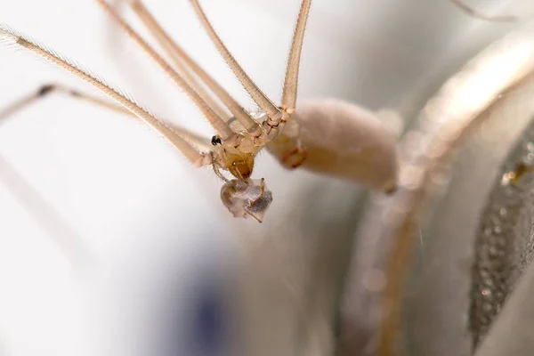 Pavouk jíst mravence — Stock fotografie
