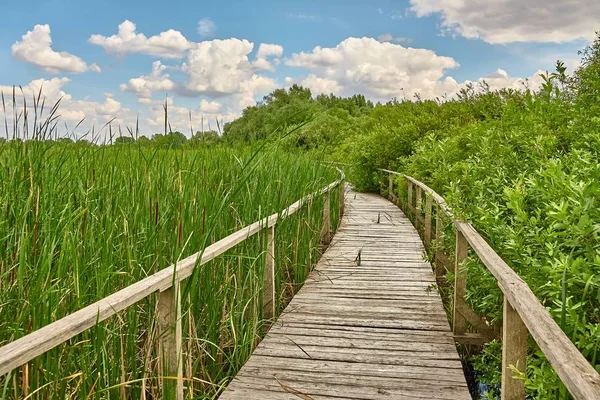 Bataklık yürüyüşü yolu — Stok fotoğraf