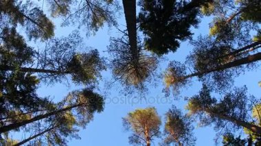 Düşük açılı ağaçlardan Rüzgar