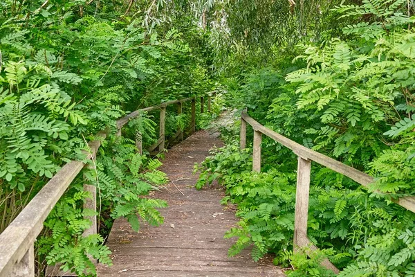 Swamp walking path — Stock Photo, Image