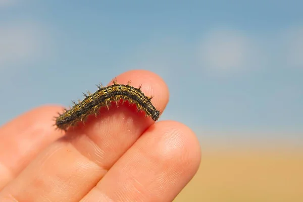 Caterpillar kruipen op vingers — Stockfoto