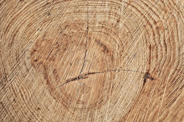 Struttura del tronco d'albero — Foto Stock