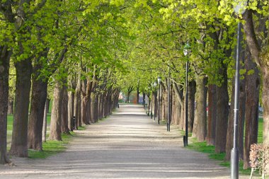 Ağaçlı PArk