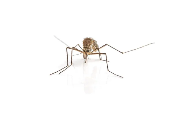 Mosquito en superficie blanca — Foto de Stock