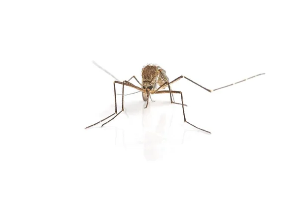 Mosquito en superficie blanca Fotos De Stock Sin Royalties Gratis