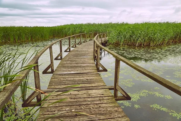 Swamp walking path — Stock Photo, Image