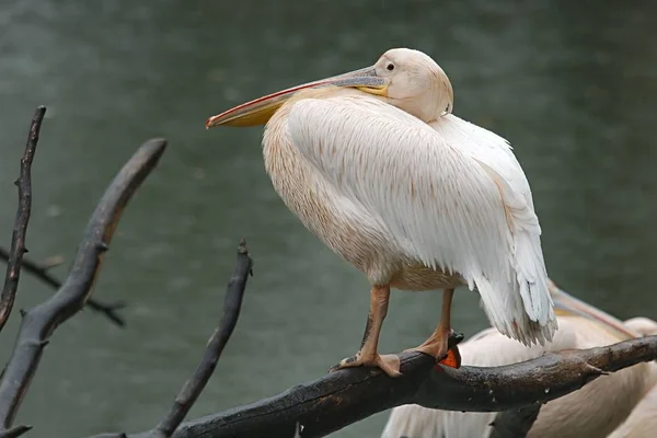Pelicano perto de um lago — Fotografia de Stock