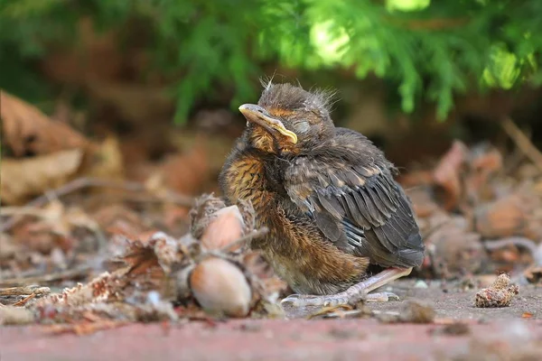 Młody noworodek ptak siedzę na ziemi — Zdjęcie stockowe