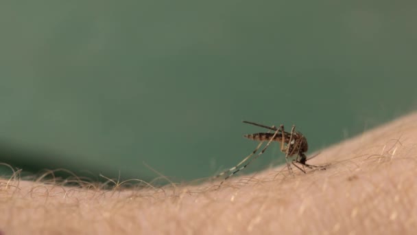 Mosquito bijten closeup — Stockvideo
