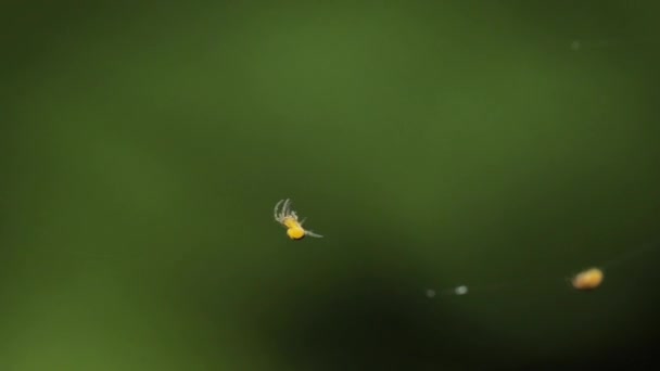 Tiny spider crawling — Stock Video