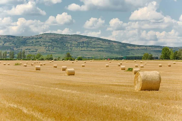 Agricultural field with bales — Stock Photo, Image