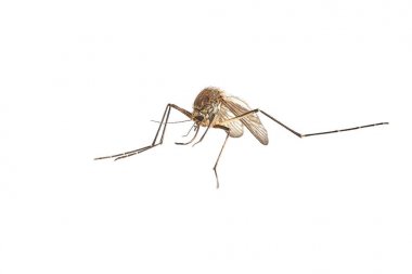 Mosquito on white surface clipart