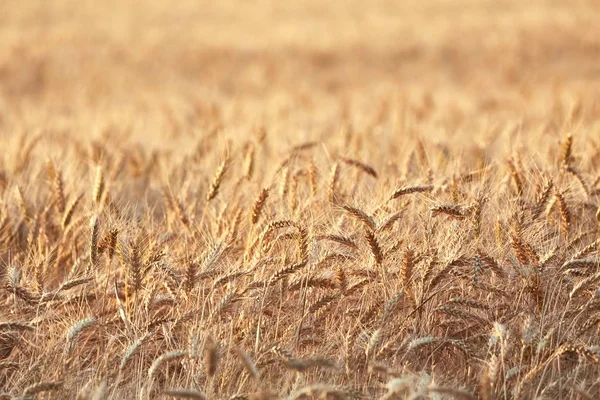 Wheat field detail — Stock Photo, Image