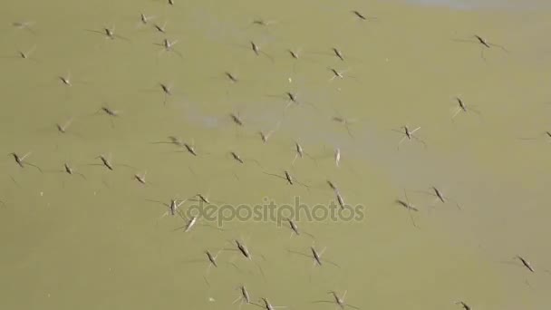 Pequeños insectos acuáticos — Vídeo de stock