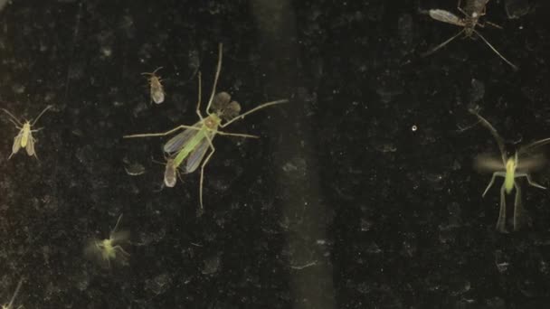 Insecten op een venster — Stockvideo